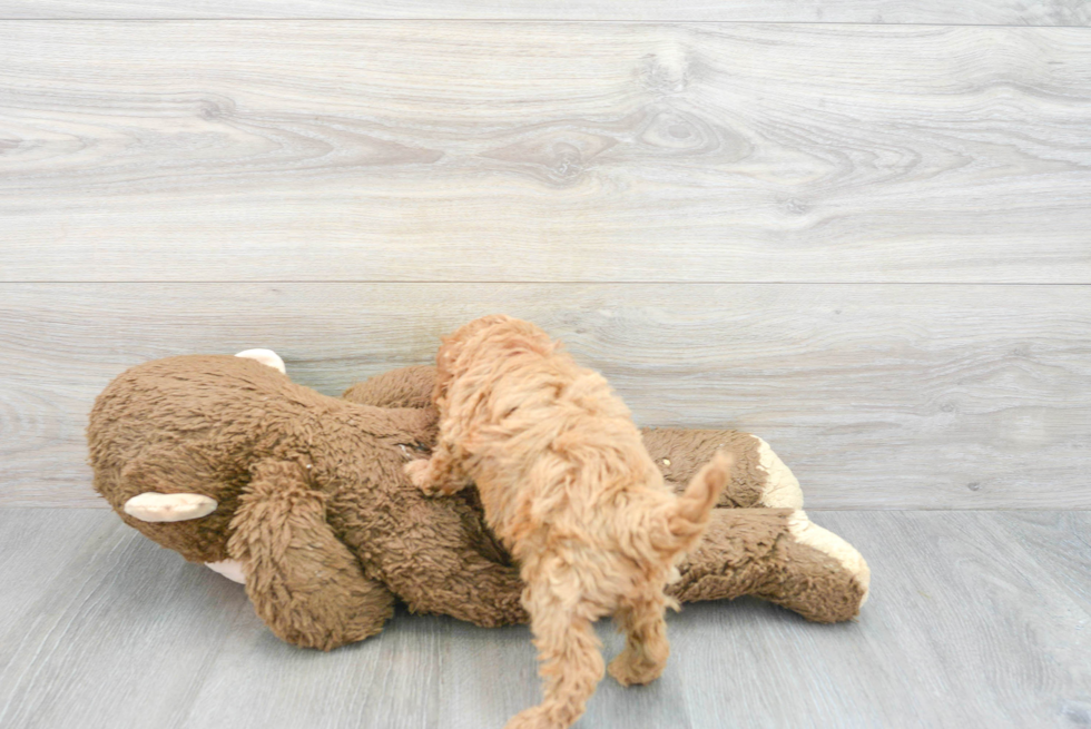Happy Cavapoo Baby