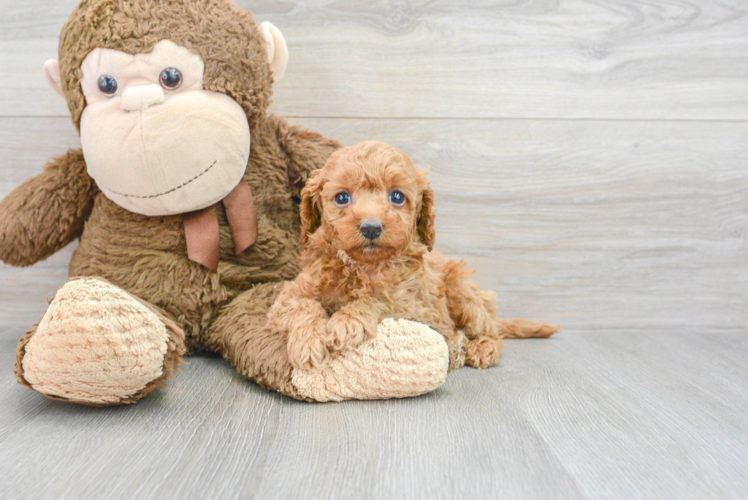 Cavapoo Puppy for Adoption
