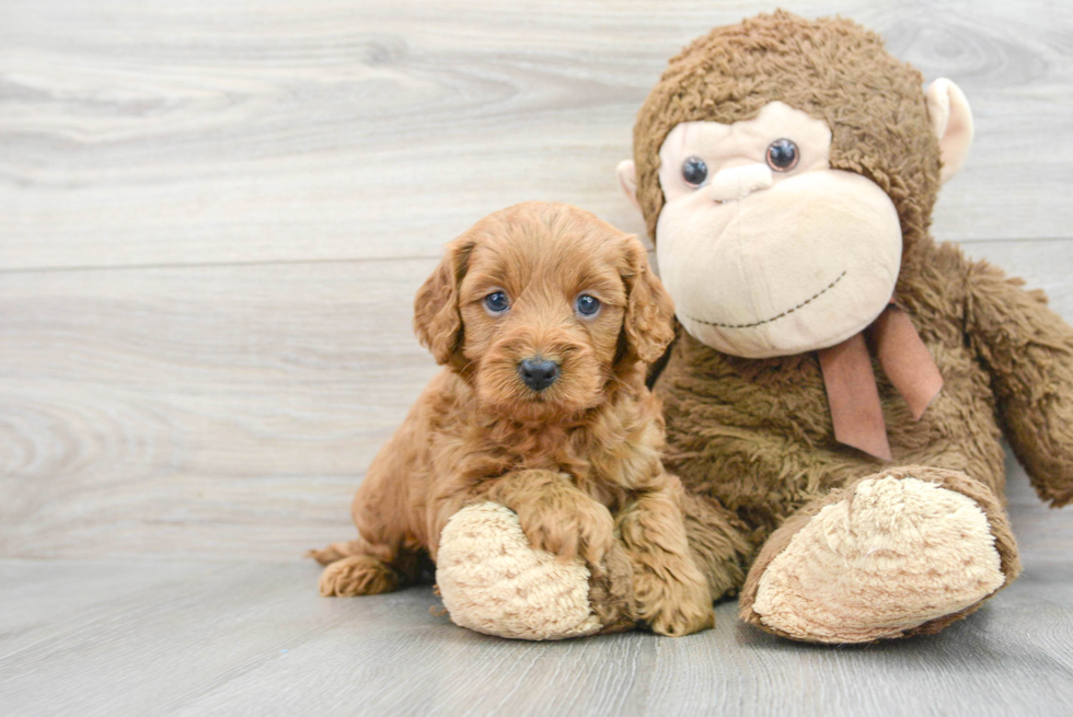 Cavapoo Puppy for Adoption