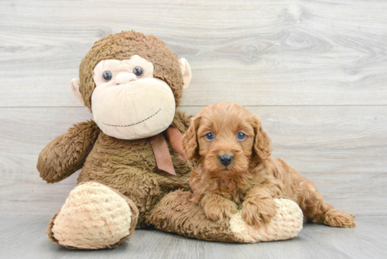 Cute Cavapoo Baby