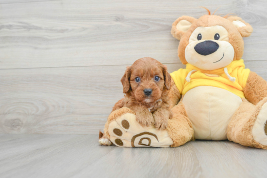 Cavapoo Pup Being Cute