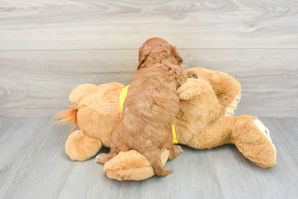 Cavapoo Pup Being Cute