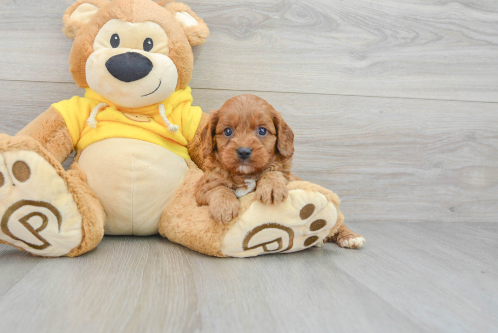 Cavapoo Puppy for Adoption