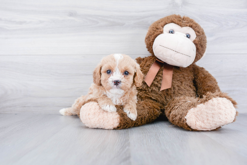 Best Cavapoo Baby