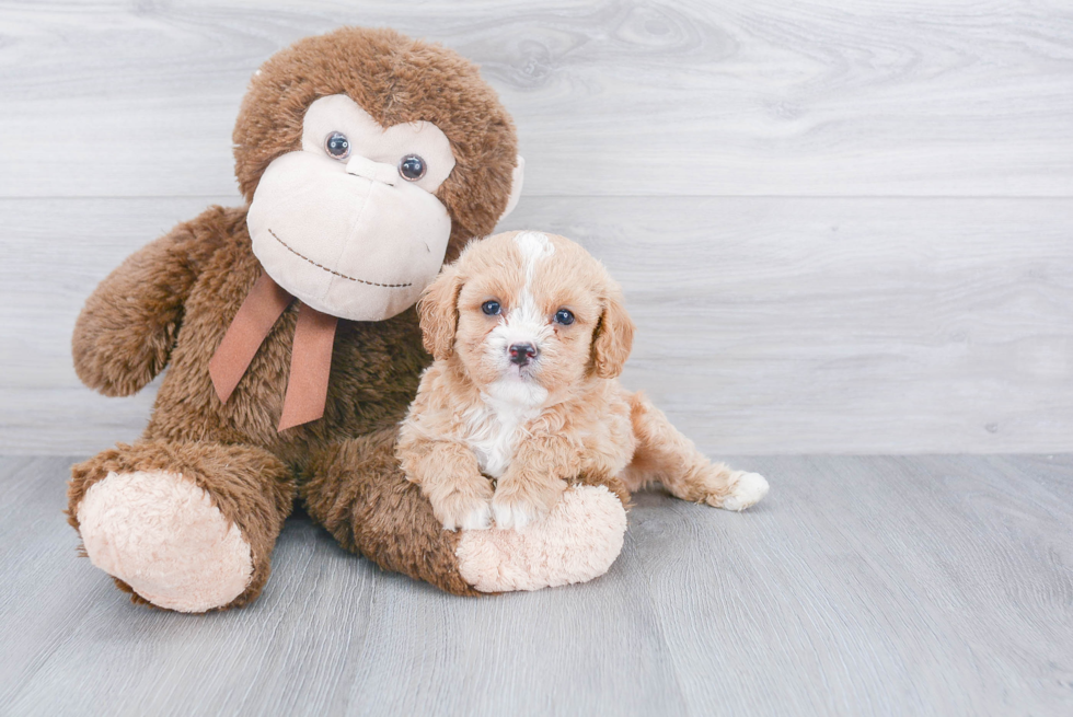 Playful Cavoodle Poodle Mix Puppy