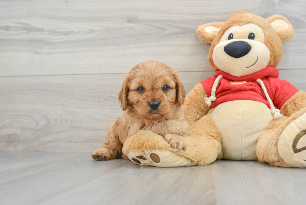 Cavapoo Puppy for Adoption