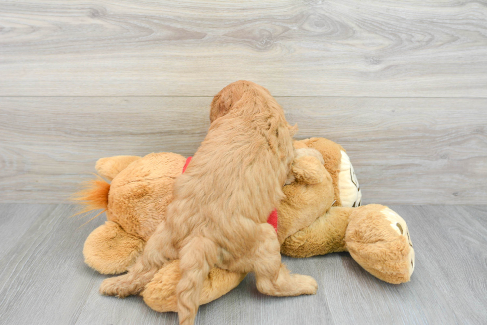 Fluffy Cavapoo Poodle Mix Pup