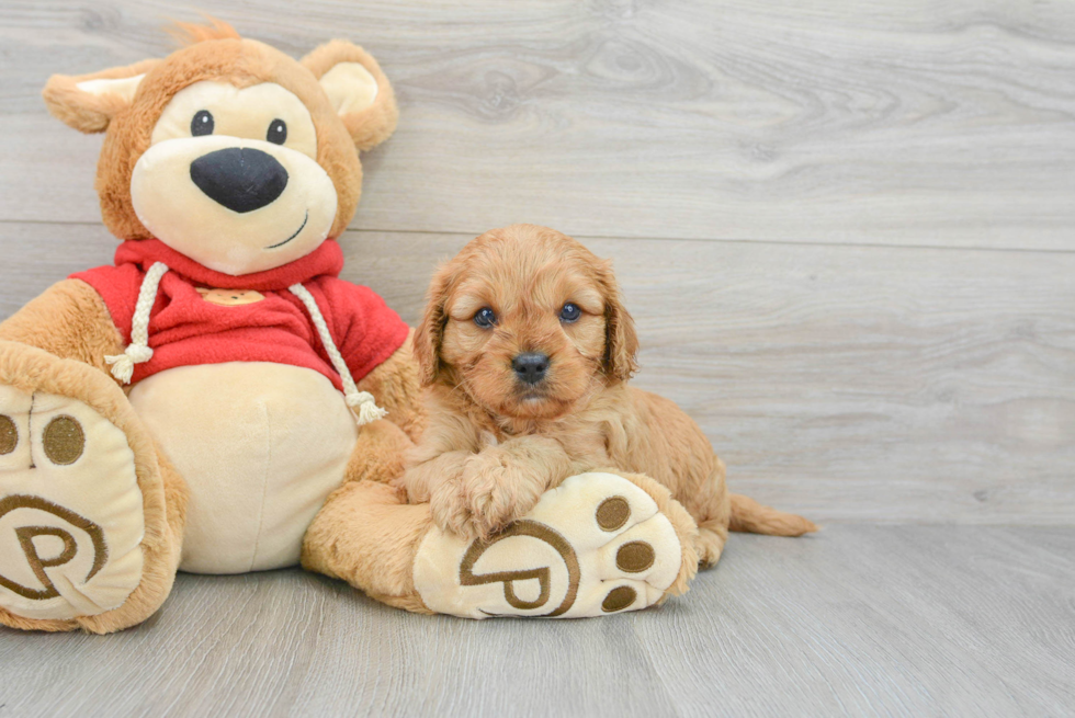 Petite Cavapoo Poodle Mix Pup