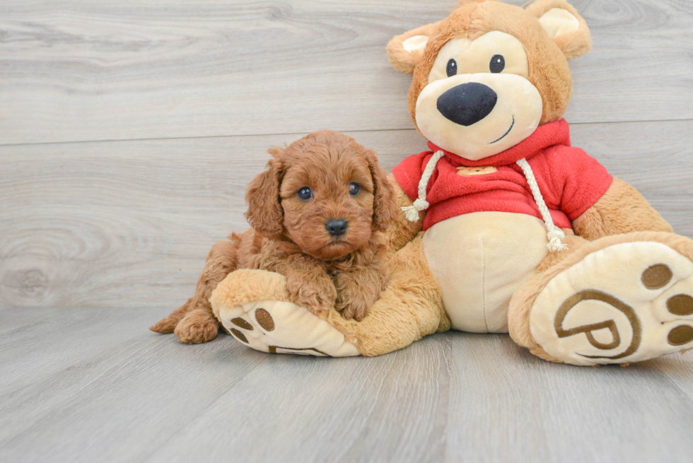 Cavapoo Pup Being Cute