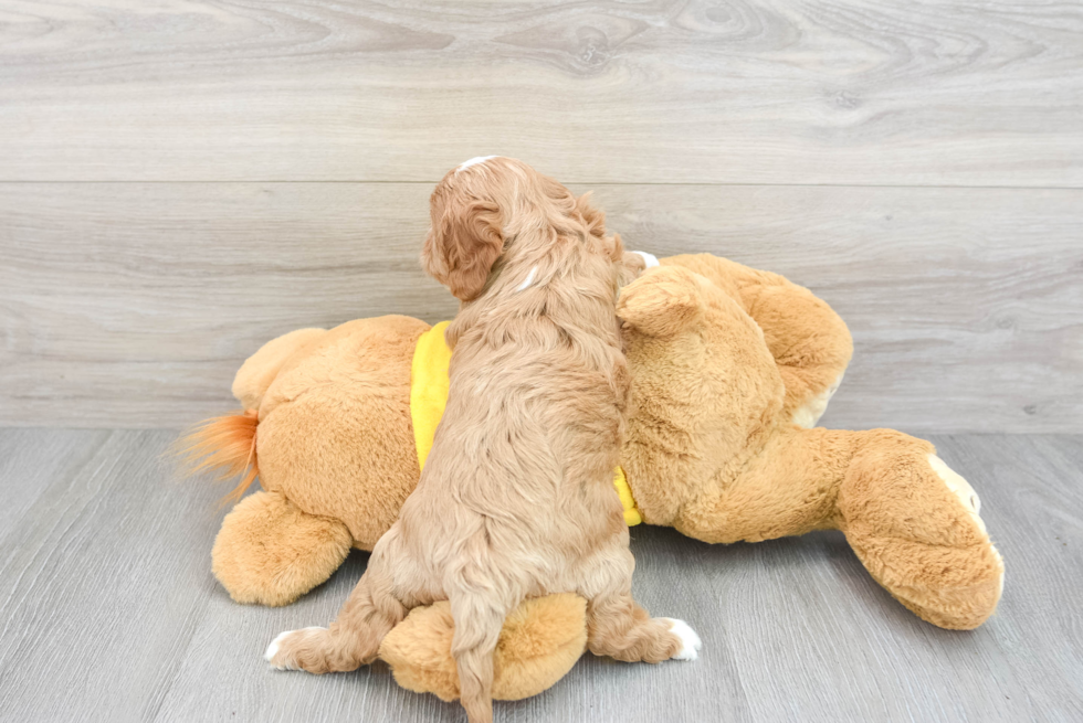 Hypoallergenic Cavoodle Poodle Mix Puppy