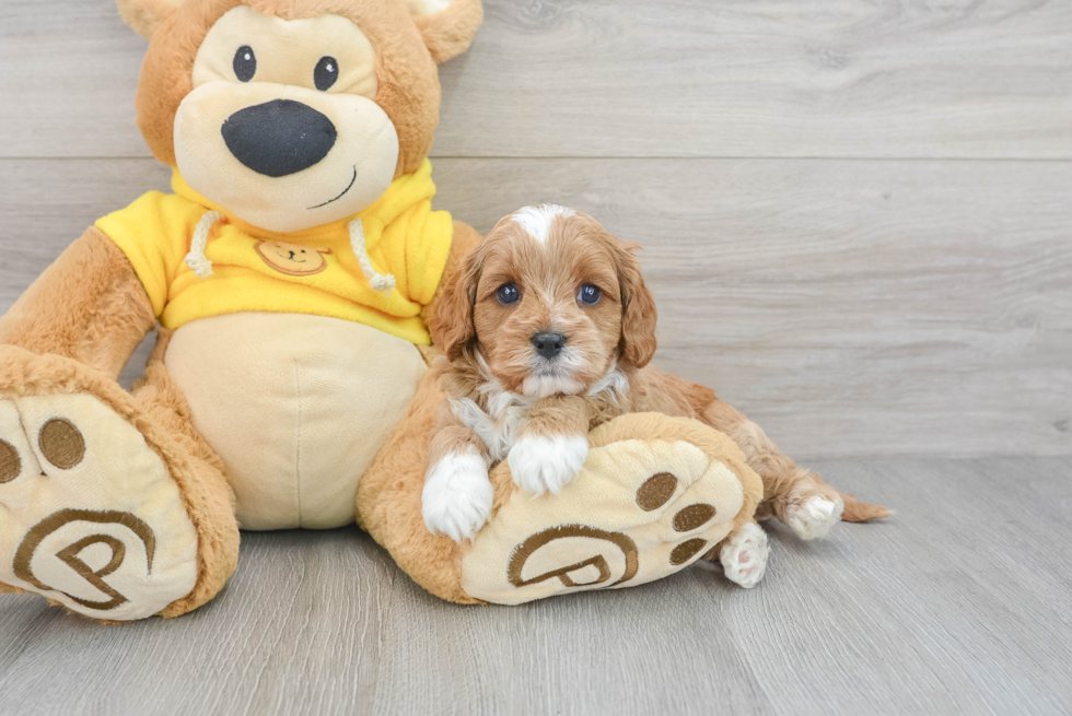 Cavapoo Puppy for Adoption