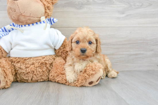 Cute Cavapoo Baby