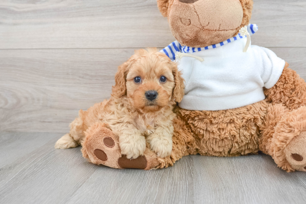 Popular Cavapoo Poodle Mix Pup