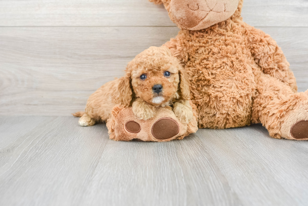 Fluffy Cavapoo Poodle Mix Pup