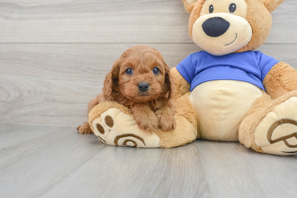 Popular Cavapoo Poodle Mix Pup