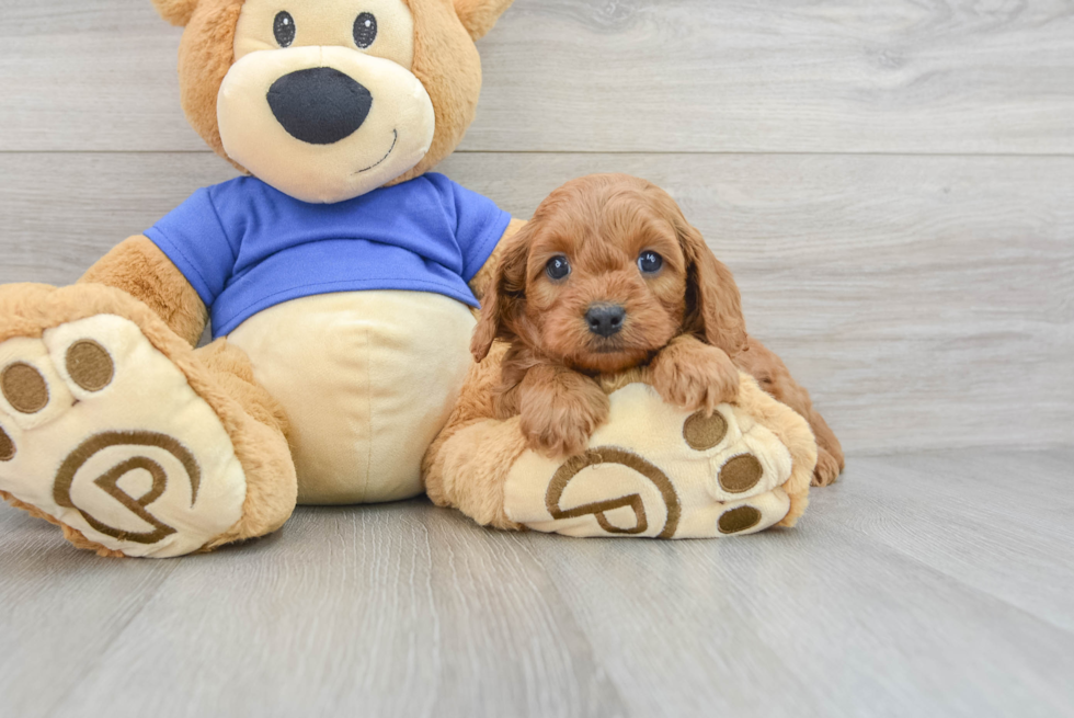 Little Cavoodle Poodle Mix Puppy