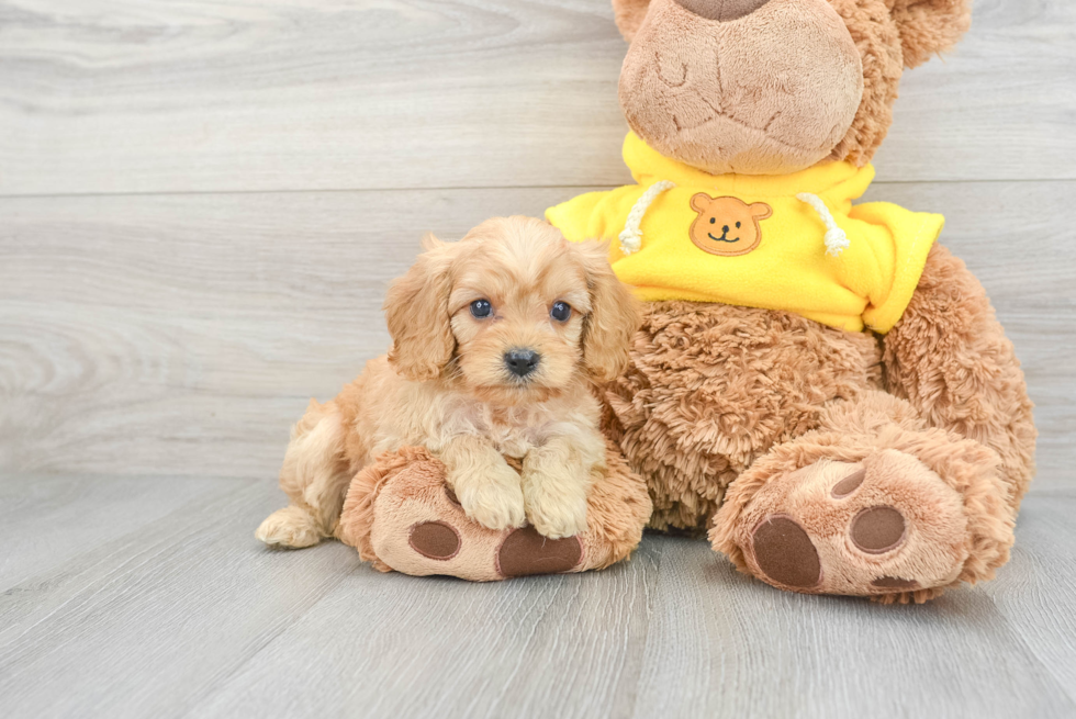 Best Cavapoo Baby