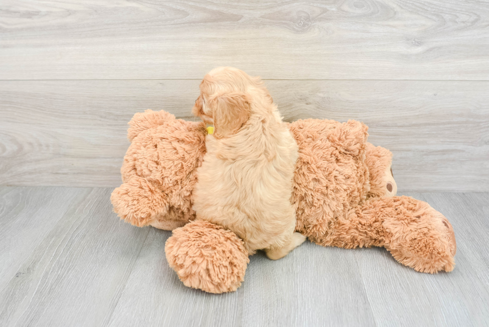 Petite Cavapoo Poodle Mix Pup