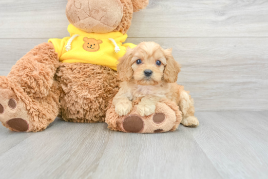 Best Cavapoo Baby