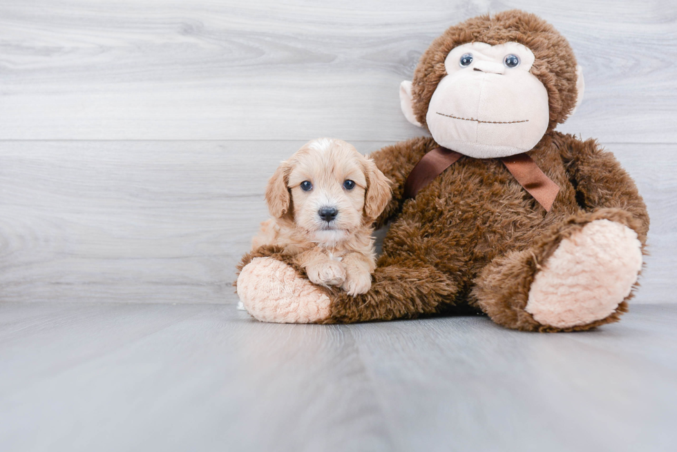 Adorable Cavoodle Poodle Mix Puppy