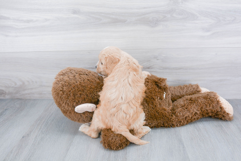 Fluffy Cavapoo Poodle Mix Pup