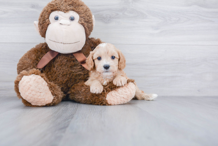 Best Cavapoo Baby