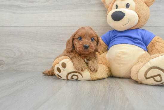 Cavapoo Puppy for Adoption