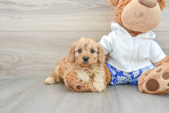 Cavapoo Puppy for Adoption