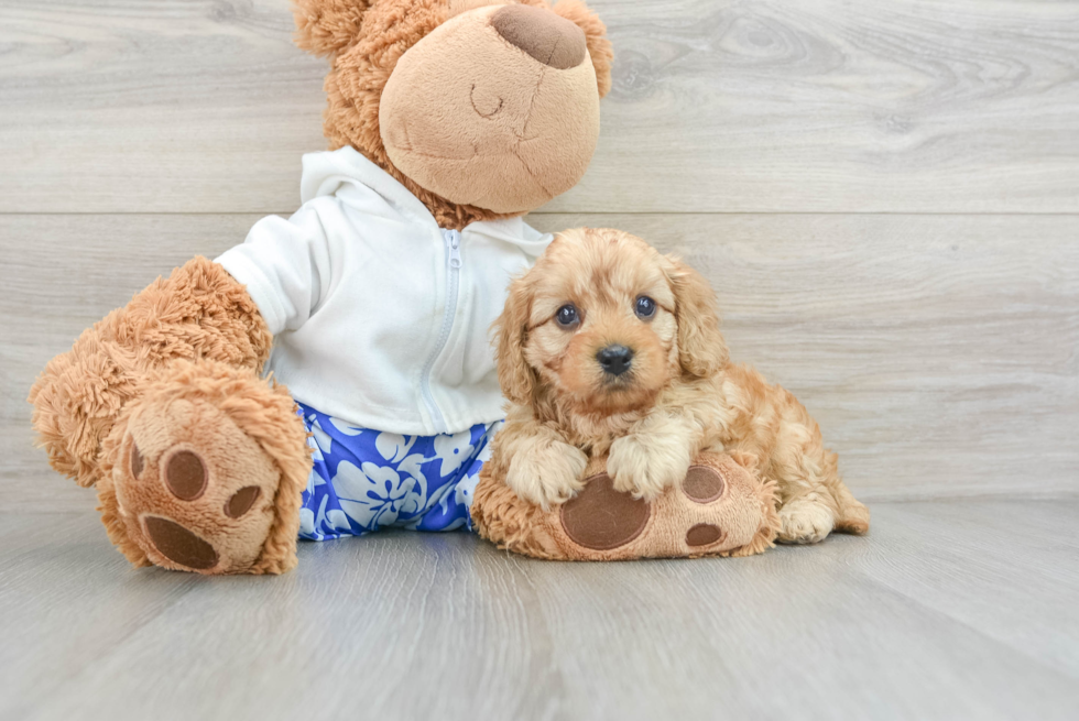 Cavapoo Pup Being Cute