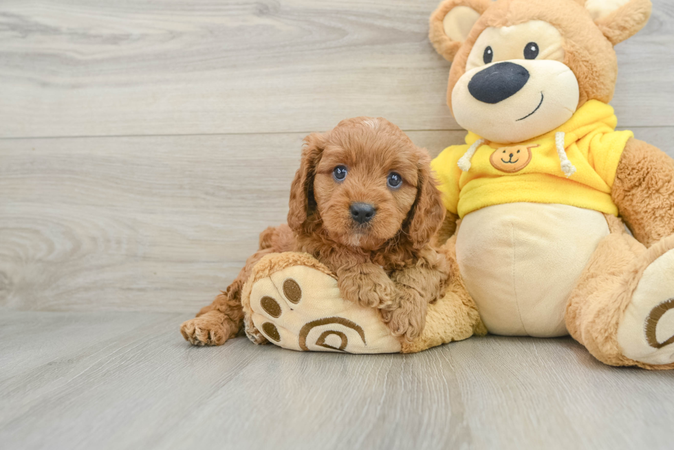 Fluffy Cavapoo Poodle Mix Pup