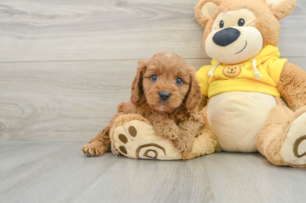 7 week old Cavapoo Puppy For Sale - Premier Pups