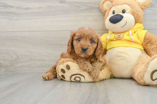 Fluffy Cavapoo Poodle Mix Pup