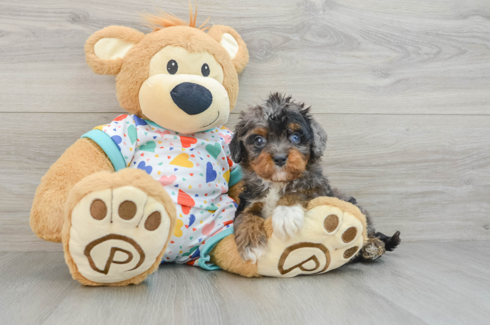 6 week old Cavapoo Puppy For Sale - Premier Pups