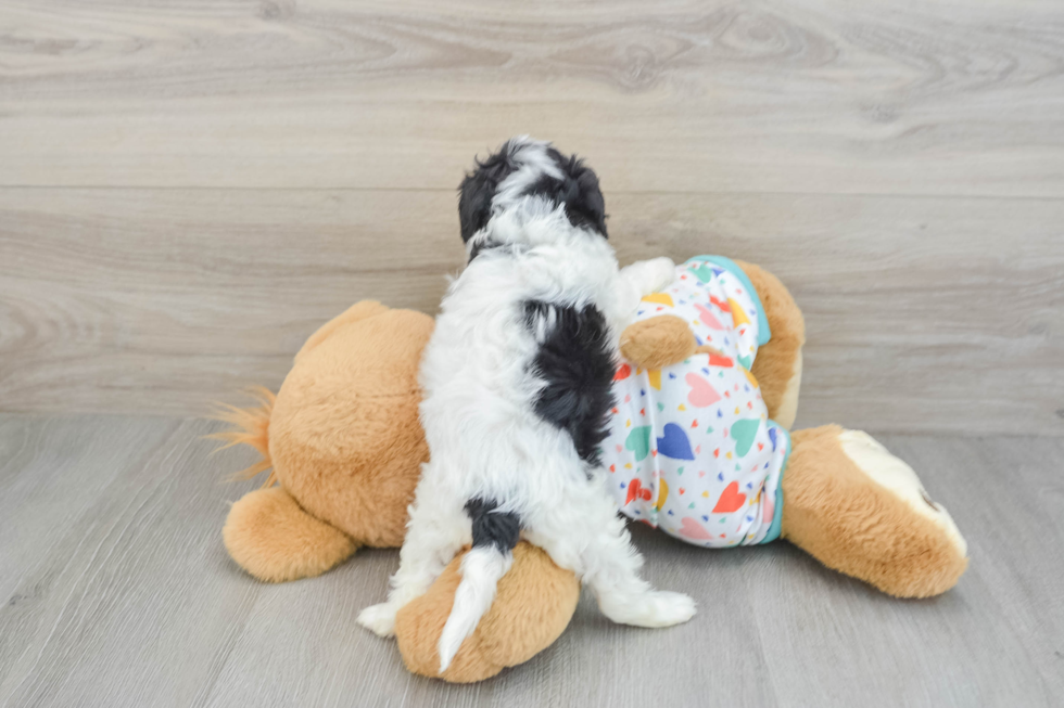 Fluffy Cavapoo Poodle Mix Pup