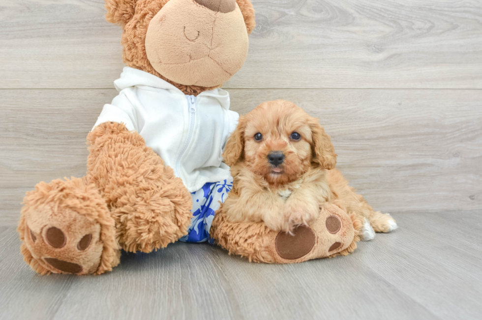 5 week old Cavapoo Puppy For Sale - Premier Pups