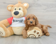 9 week old Cavapoo Puppy For Sale - Premier Pups