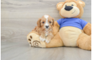 Best Cavapoo Baby