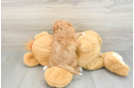 Cavapoo Pup Being Cute