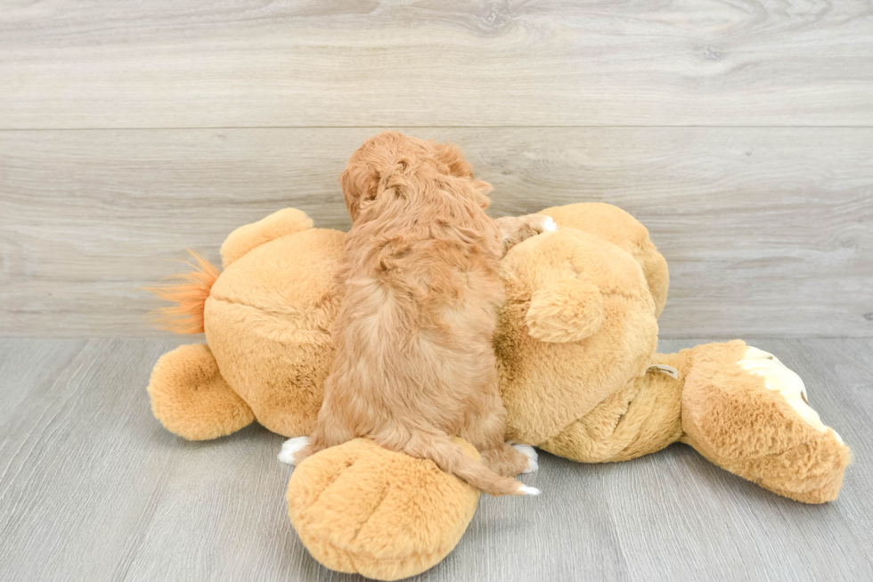 Cavapoo Pup Being Cute