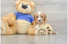 Popular Cavapoo Poodle Mix Pup