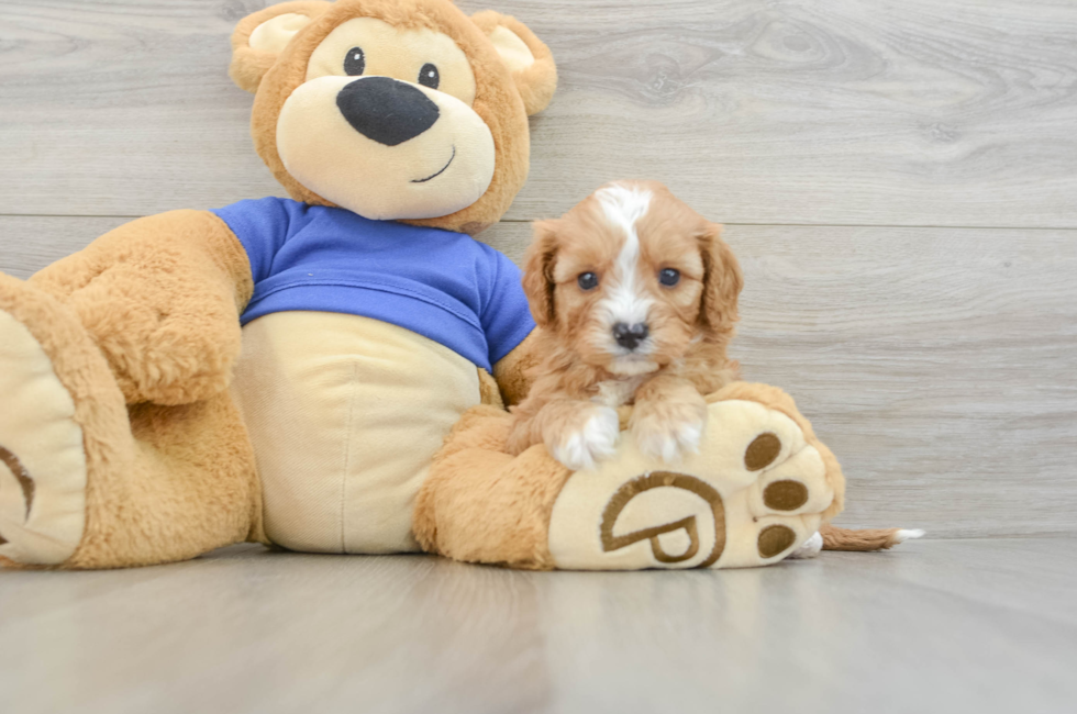 5 week old Cavapoo Puppy For Sale - Premier Pups