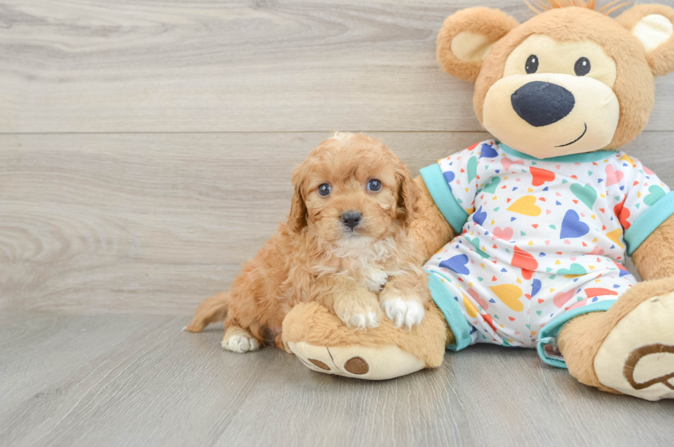 6 week old Cavapoo Puppy For Sale - Premier Pups