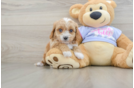 Small Cavapoo Baby