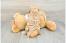 Petite Cavapoo Poodle Mix Pup