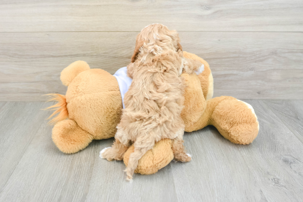 Petite Cavapoo Poodle Mix Pup