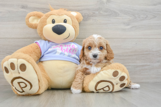 Best Cavapoo Baby