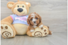 Adorable Cavalier King Charles Spaniel and Poodle Mix Poodle Mix Puppy