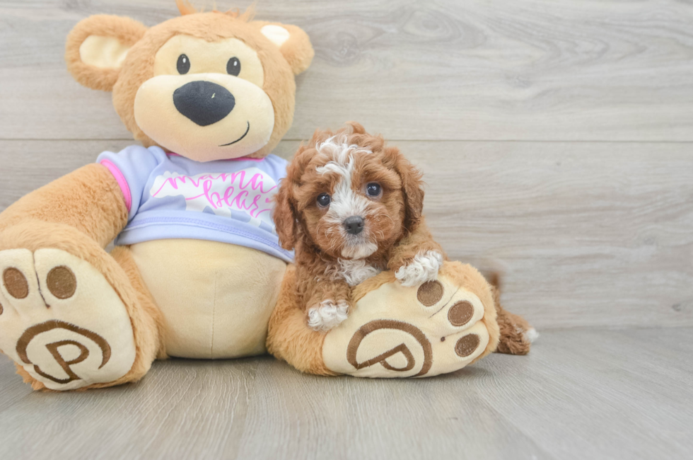 5 week old Cavapoo Puppy For Sale - Premier Pups