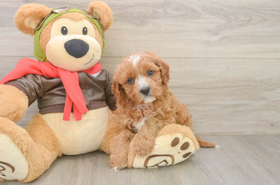6 week old Cavapoo Puppy For Sale - Premier Pups