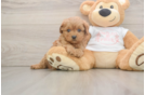 Playful Cavapoodle Poodle Mix Puppy